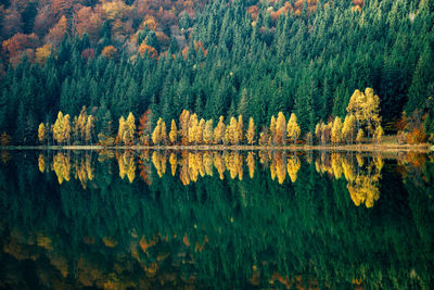 Scenic view of forest during autumn