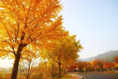 Tree in autumn