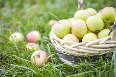 Close-up of apples on hay