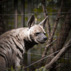 Striped hyena