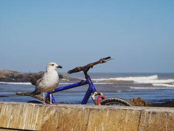 Seagulls perching on a beach