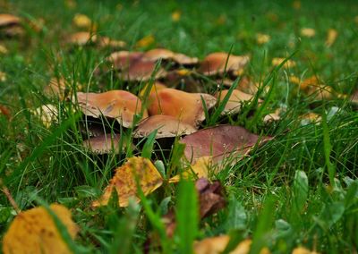 Close-up of mushrooms on field