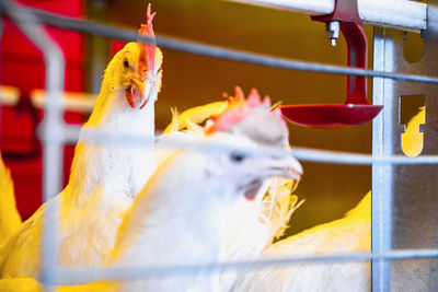 Chicken birds in cage at poultry farm