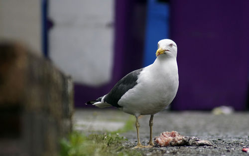 Close-up of seagull perching on wall