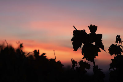 Close-up of silhouette plants against orange sky