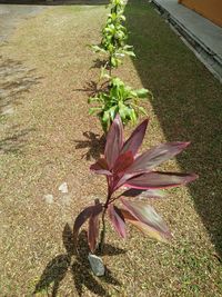 Close-up of plant