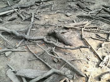 Full frame shot of dry leaf on ground