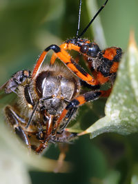 Close-up of bee pollinating