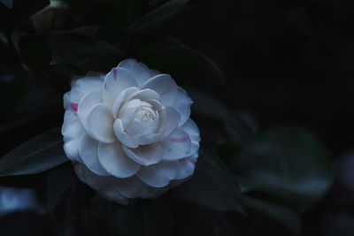 Close-up of white flowering plant