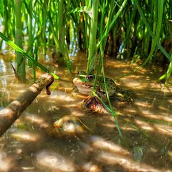 Close-up of crab in shallow water