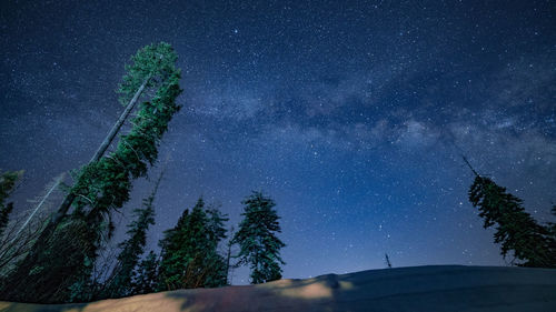 Low angle view of trees against sky at night