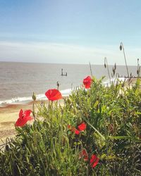 Red flowering plants by sea against sky