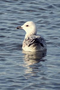 Close-up of seagull swimming in lake