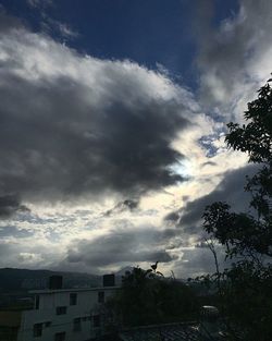 Low angle view of trees against sky