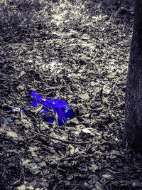 High angle view of purple crocus flowers on field