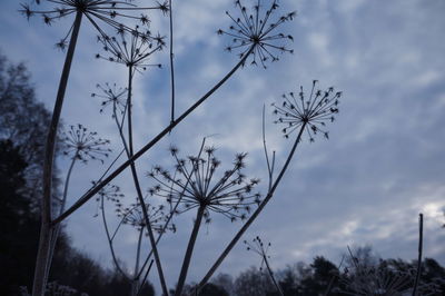 Low angle view of silhouette trees against sky