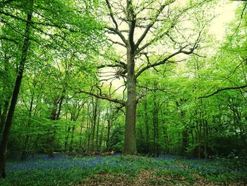 Low angle view of trees in forest against sky