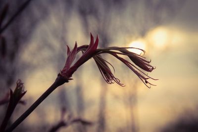 Close-up of flower against sky