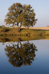 Reflection of trees in calm lake
