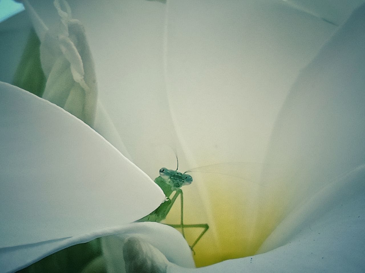 CLOSE-UP OF WHITE ROSE FLOWER