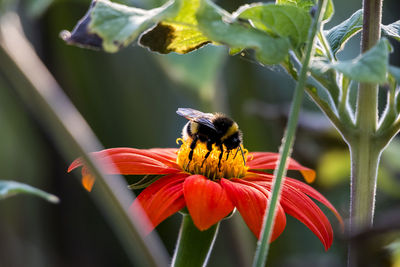 Close-up of bee pollinating on flower