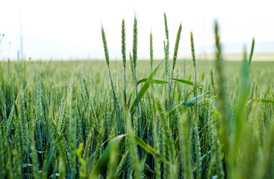 Close-up of crops growing on field against sky