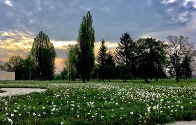 Trees on field against sky