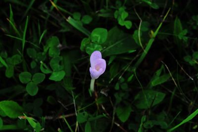 Close-up of flower blooming outdoors
