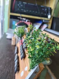 Close-up of potted plant