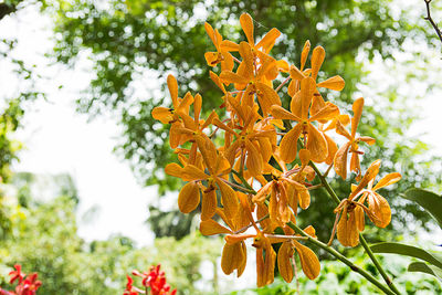 Close-up of yellow flowering plant