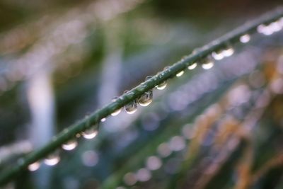 Close-up of water drops on plant