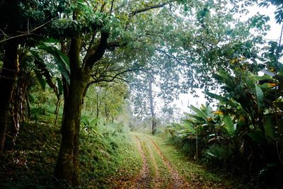 Trees in forest