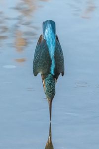 Close-up of duck swimming in lake