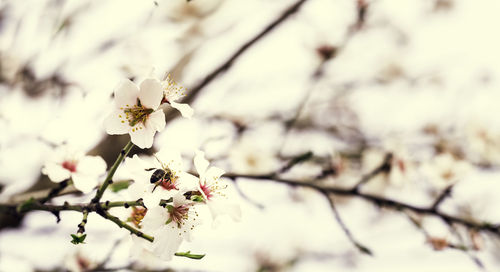 Bee on almond tree flower, beautiful springtime blossoms, a branch of almond trees in full bloom