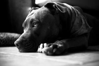 Close-up of dog lying on floor