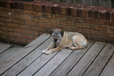 Portrait of a dog resting on wood