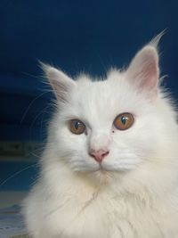 Close-up portrait of a cat