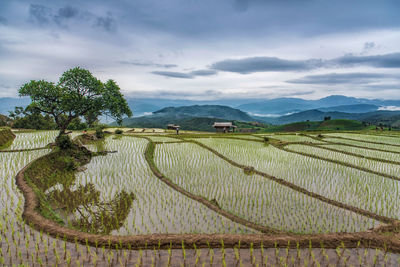 Scenic view of agricultural field against sky