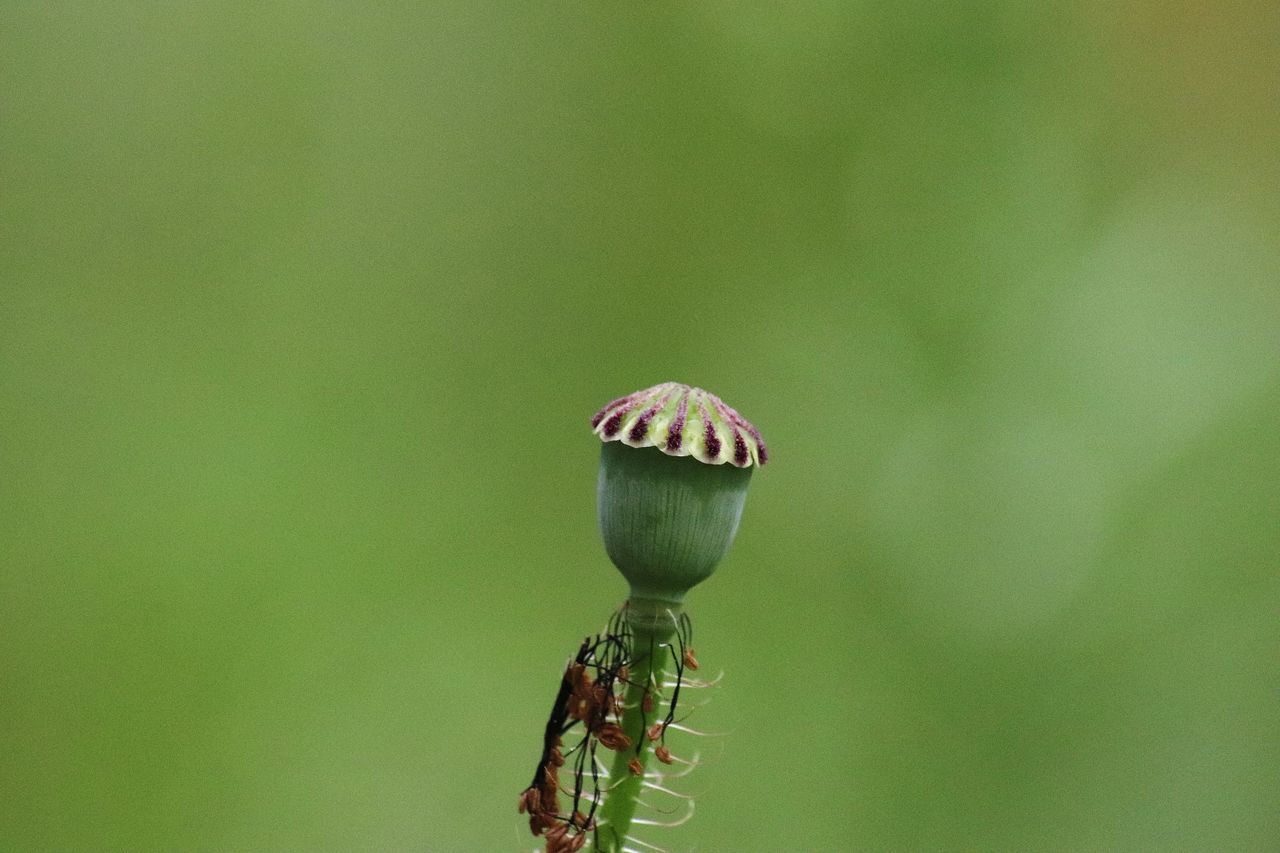 CLOSE-UP OF INSECT ON LEAF