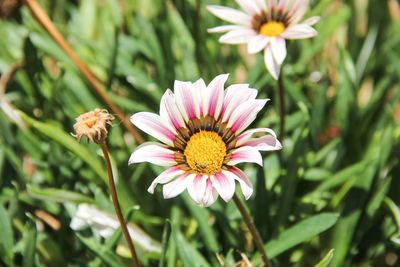 Close-up of pink flower