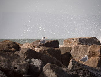 Man on rocks by sea against sky