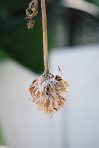 Close-up of dry leaf on plant