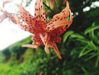 Close-up of orange flower