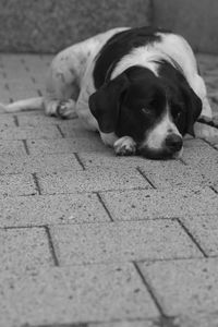 Dog lying down on footpath