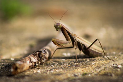 Close-up of insect