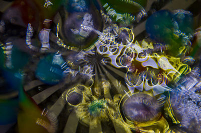 Close-up of jellyfish in sea