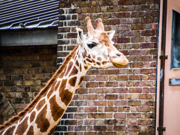 Close-up of a animal on wall