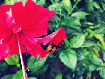 Close-up of butterfly on red hibiscus blooming outdoors