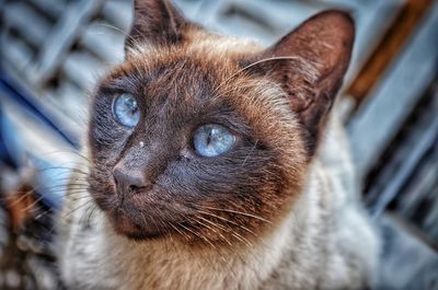 Close-up of cat