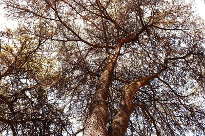 Low angle view of trees in forest against sky